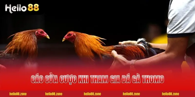 3 Mẹo Xem Kèo Đá Gà Thomo Chuẩn Xác Nhất Cho Cược Thủ Các cửa cược khi tham gia đá gà Thomo