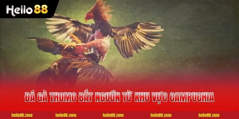 2 Mẹo Xem Kèo Đá Gà Thomo Chuẩn Xác Nhất Cho Cược Thủ Đá gà Thomo bắt nguồn từ khu vực Campuchia