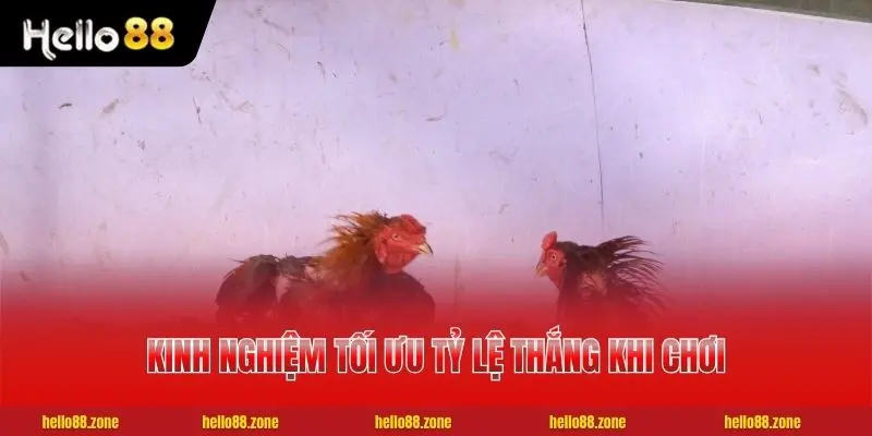 4 Mẹo Xem Kèo Đá Gà Thomo Chuẩn Xác Nhất Cho Cược Thủ 2 kinh nghiệm tối ưu tỷ lệ thắng khi chơi